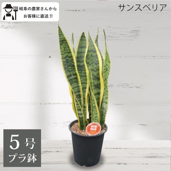 サンスベリア トラノオ 5号 観葉植物 サンセベリア 空気清浄 トリファスキアタ ローレンティ 初心者　浄化 風水 スタイリッシュ オフィス ［ソラニワ］