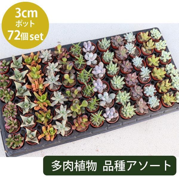 多肉植物 1寸 (1号 3cmポット) ケース売り 72個 セット 苗 ノベルティ ギフト 記念品 景品 粗品 寄せ植え エケベリア カランコエ ハルオシア 初心者 入門 品種アソート おまかせ まとめ買い ミニ 大量 ［ソラニワ］