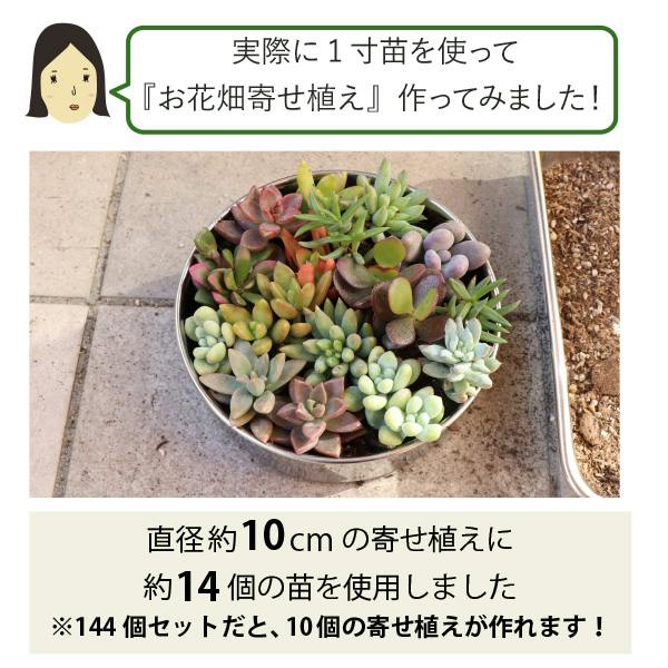 多肉植物 1寸 (1号 3cmポット) ケース売り 72個 セット 苗 ノベルティ