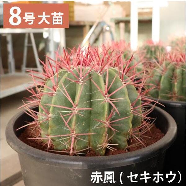 赤鳳 セキホウ　サボテン 8号鉢　玉サボテン 大苗 鉢植え　 農場直送人気　ロックガーデン　ドライガーデン ［ソラニワ］