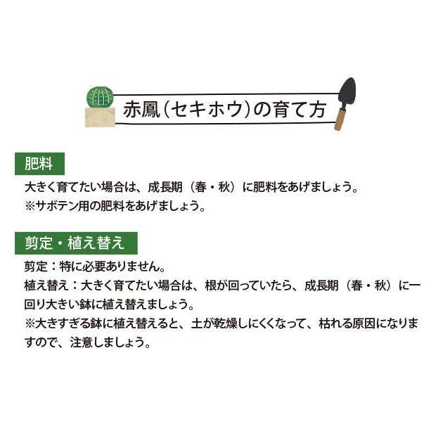 赤鳳 セキホウ サボテン 8号鉢 玉サボテン 大苗 鉢植え 農場直送人気