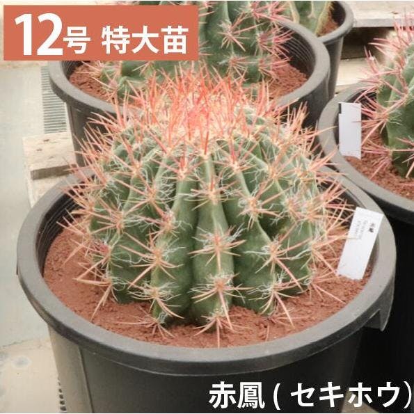 赤鳳 セキホウ　サボテン 12号鉢　玉サボテン 大苗 鉢植え　 農場直送人気　ロックガーデン　ドライガーデン ［ソラニワ］