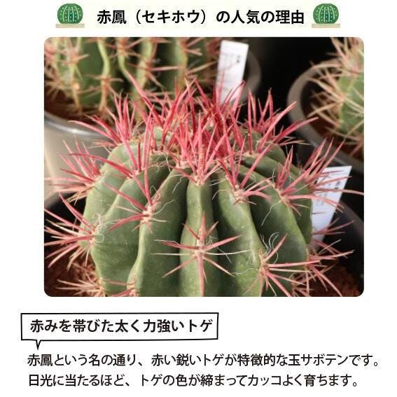 赤鳳 セキホウ サボテン 12号鉢 玉サボテン 大苗 鉢植え 農場直送人気