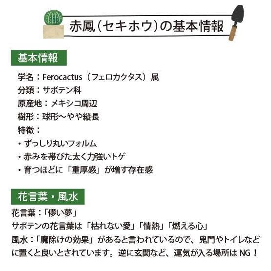 赤鳳 セキホウ サボテン 12号鉢 玉サボテン 大苗 鉢植え 農場直送人気