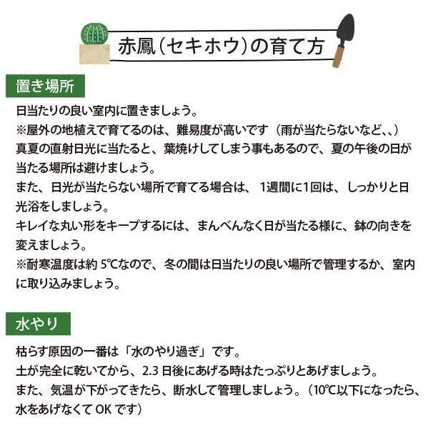 赤鳳 セキホウ サボテン 12号鉢 玉サボテン 大苗 鉢植え 農場直送人気