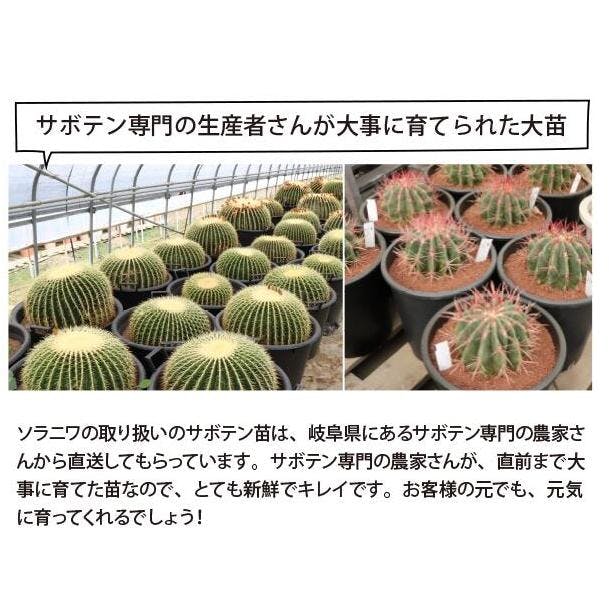 赤鳳 セキホウ サボテン 12号鉢 玉サボテン 大苗 鉢植え 農場直送人気