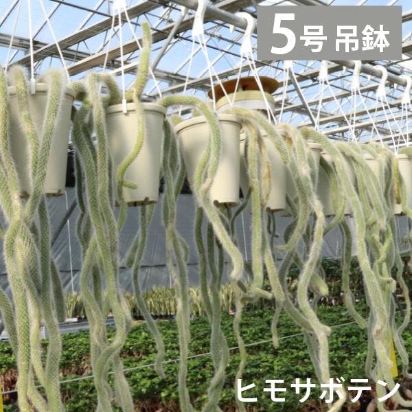 シロヒモサボテン ヒルデウィンテラ　5号　吊り鉢 ねこのしっぽ　紐サボテン　白　カラデモノニス　ヒルデウィンデラ　珍しい　ヒモサボテン　ウィンテリ ［ソラニワ］