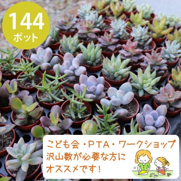 多肉植物 1寸 (1号 3cmポット) ケース売り 144個 セット 苗 ノベルティ ギフト 記念品 景品 粗品 寄せ植え エケベリア カランコエ ハルオシア 初心者 入門 品種アソート おまかせ まとめ買い ミニ 大量 ［ソラニワ］