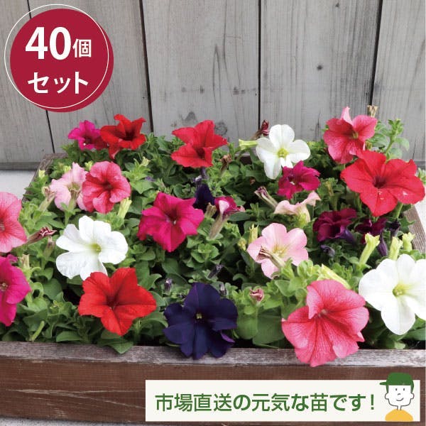 ペチュニア カラーミックス 40個セット (3号 9cmポット) ケース販売 ハンギング 寄せ植え 花壇　花苗 ［ソラニワ］