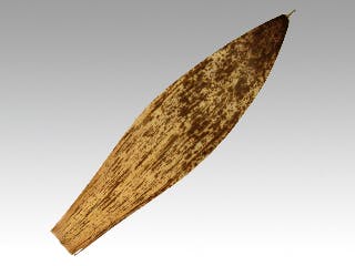 【1点/バラ】竹皮 ＃400 1kg(約120枚) 【送料込み】