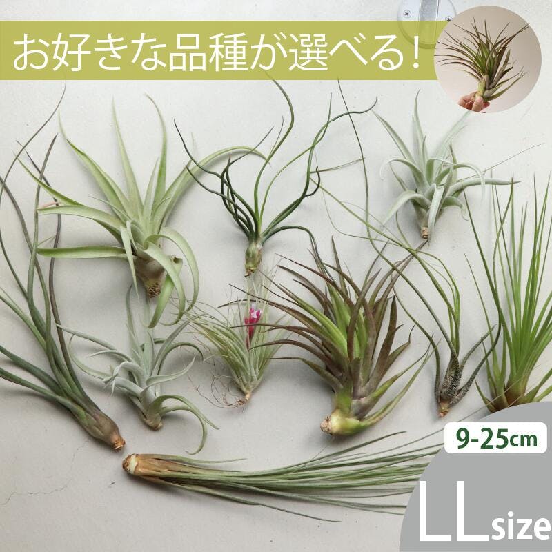 エアプランツ チランジア LLサイズ(5-14cm) 10個セット 選べる品種 全国どこでも送料無料 ノベルティ ギフト 着生植物 ［ソラニワ］