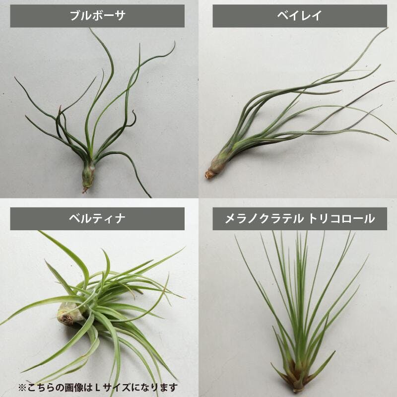 エアプランツ チランジア LLサイズ(5-14cm) 15個セット品種アソート