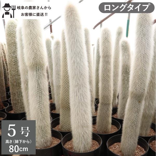 柱サボテン　吹雪柱　ロングタイプ 80cm インテリア　おしゃれ　鉢植え ロックガーデン ドライガーデン クレイストカクタス［G］［ソラニワ］