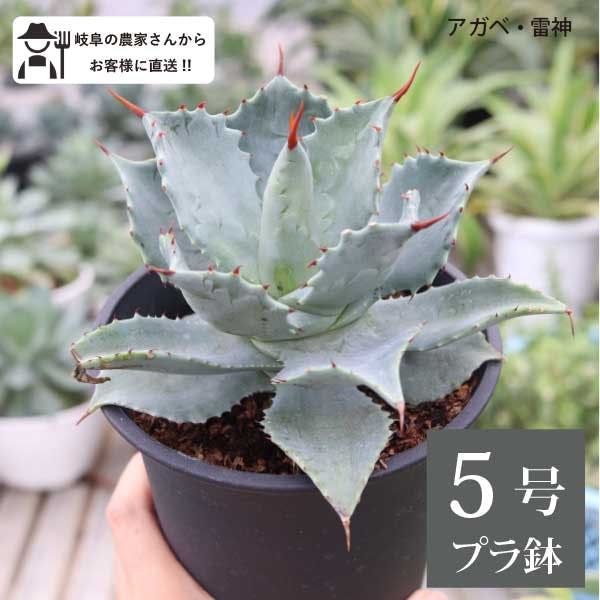 アガベ 雷神　5号 15cmポット agave センチュリープラント ポタトルム ロックガーデン ドライガーデン［G］［ソラニワ］
