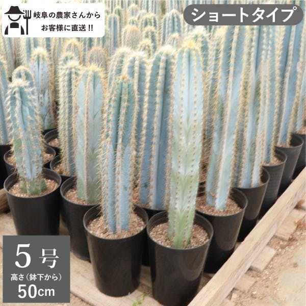 柱サボテン　アズレウス ショートタイプ 50cm インテリア　おしゃれ　鉢植え ロックガーデン ドライガーデン クレイストカクタス［G］［ソラニワ］