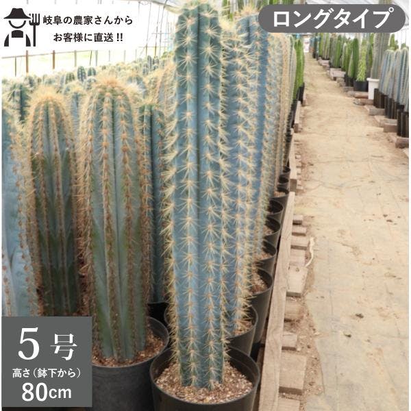 柱サボテン　アズレウス ロングタイプ 80cm インテリア　おしゃれ　鉢植え ロックガーデン ドライガーデン クレイストカクタス［G］［ソラニワ］