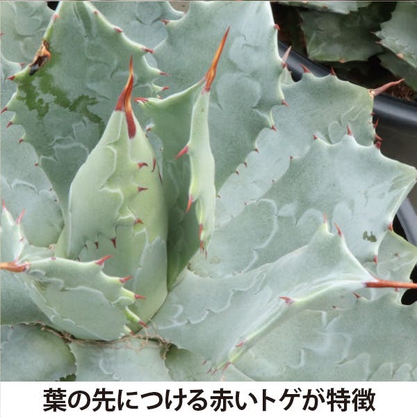 アガベ Agave titanota CJ-11 PLANT - @cj20130718 #鉢植え #釉 #襤褸 #お