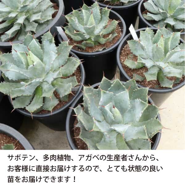 アガベ 雷神 6号 18cmポット agave センチュリープラント ポタトルム