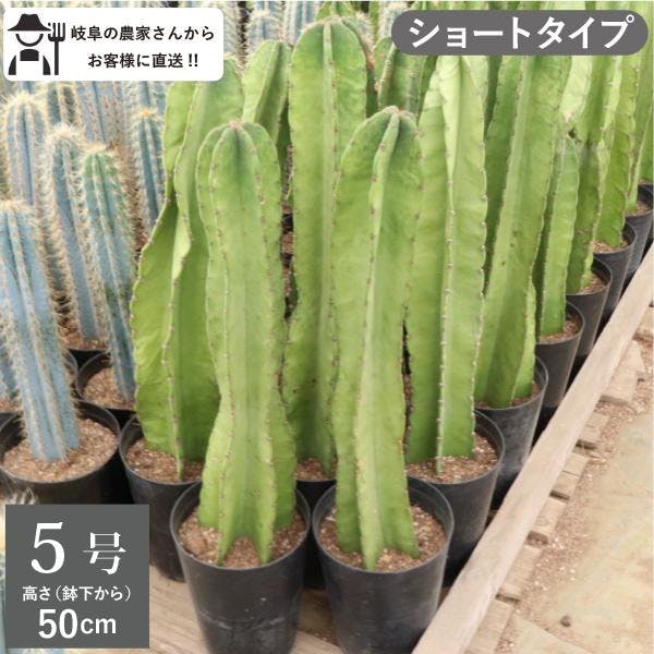 柱サボテン 鬼面閣ショートタイプ 50cm インテリア　おしゃれ　鉢植え ロックガーデン ドライガーデン クレイストカクタス［G］［ソラニワ］