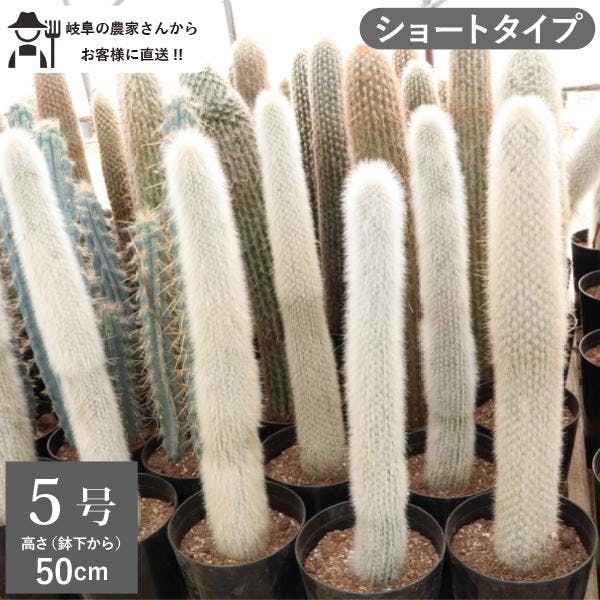 柱サボテン　吹雪柱　ショートタイプ 50cm インテリア　おしゃれ　鉢植え ロックガーデン ドライガーデン クレイストカクタス［G］［ソラニワ］