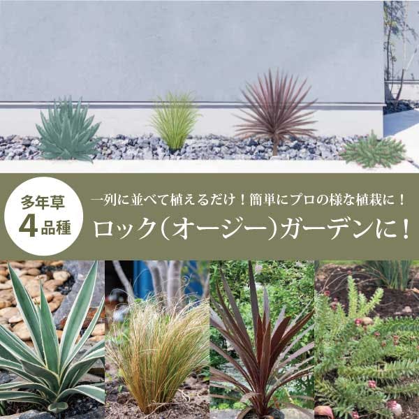 ロックガーデンセット［Ｆ］細いガーデンスペースに！ ロックガーデン 初心者 ローメンテナンス ドライガーデン［ソラニワ］