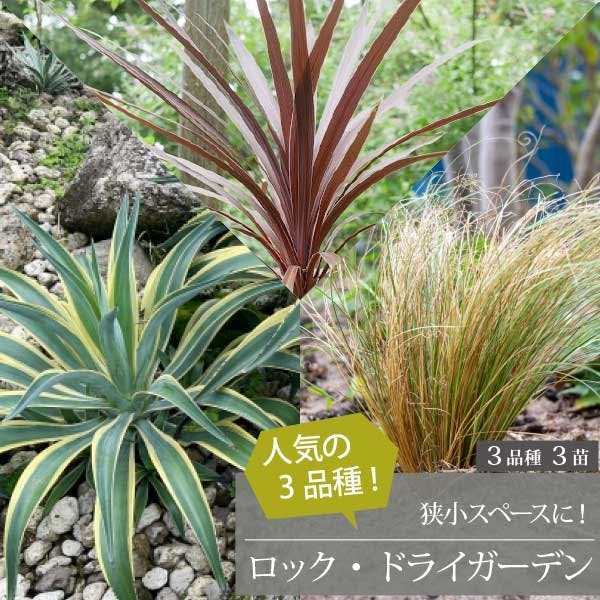 ロックガーデンセット ［A］定番 基本3品種 3個セット 15-18cmポット 初心者 ローメンテナンス ドライガーデン［ソラニワ］