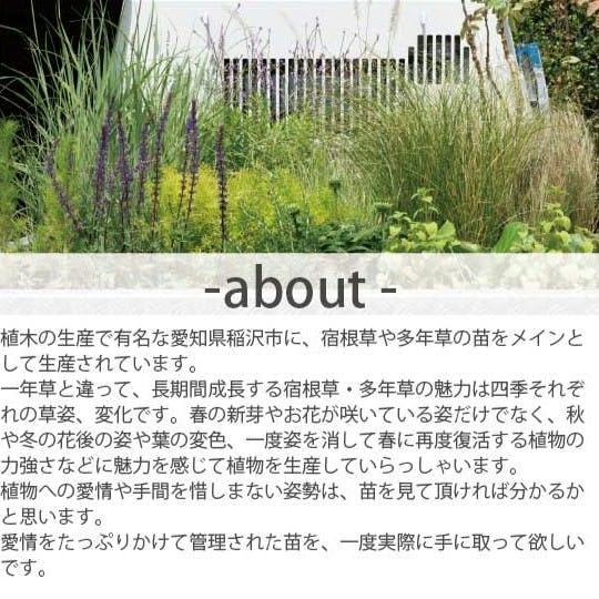 ロックガーデンセット ［A］定番 基本3品種 3個セット 15-18cmポット