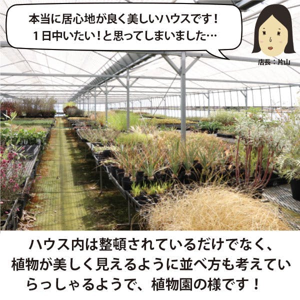 ロックガーデンセット ［A］定番 基本3品種 3個セット 15-18cmポット