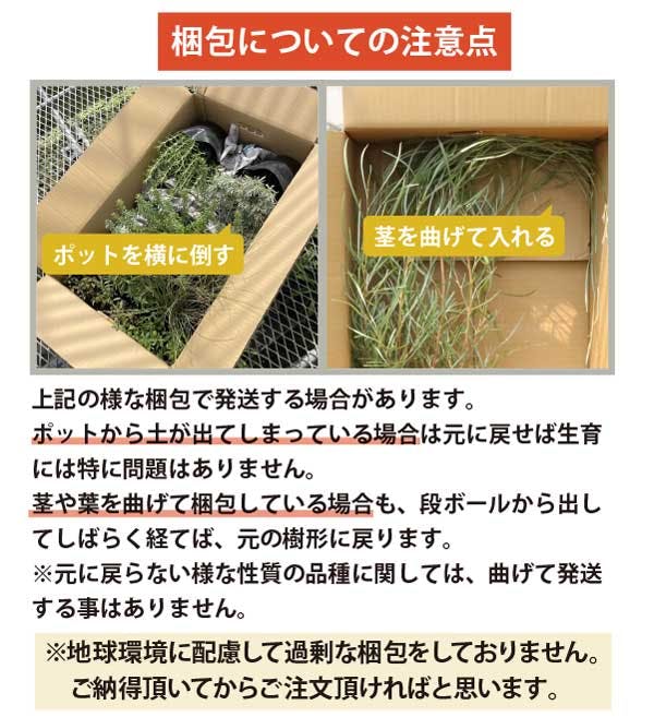 ロックガーデンセット ［E］6種7個セット 定番 基本3品種に大きく育つ