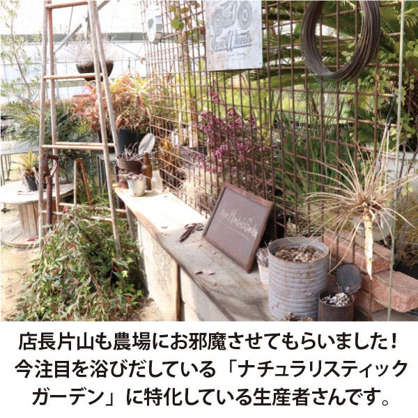 ロックガーデンセット ［E］6種7個セット 定番 基本3品種に大きく育つ