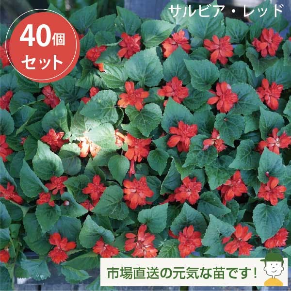 サルビア・レッド 40個 セット (3号 9cmポット) 花苗　ソラニワ