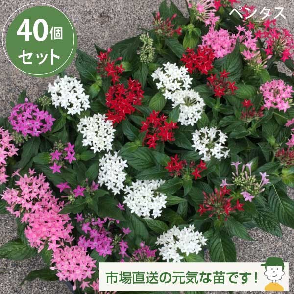 ペンタス カラーミックス 40個 セット (3号 9cmポット) 花苗 ソラニワ