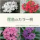 ペンタス カラーミックス 40個 セット (3号 9cmポット) 花苗 ソラニワ 夏の花 花壇 寄せ植え 初心者