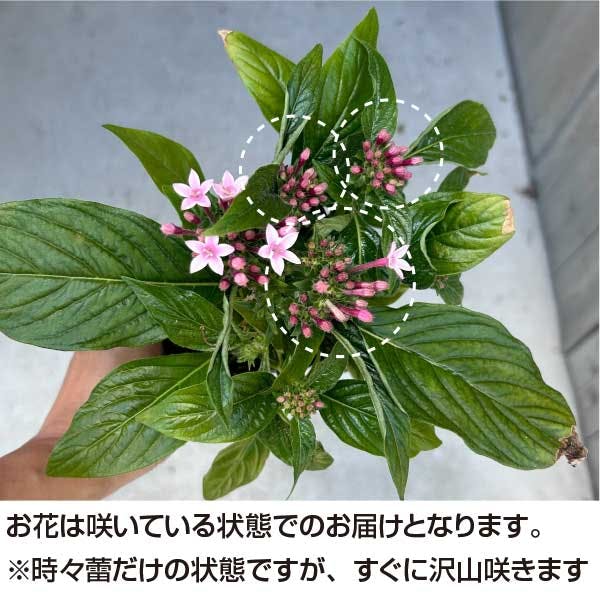 ペンタス カラーミックス 40個 セット (3号 9cmポット) 花苗 ソラニワ