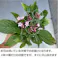 ペンタス カラーミックス 40個 セット (3号 9cmポット) 花苗 ソラニワ 夏の花 花壇 寄せ植え 初心者