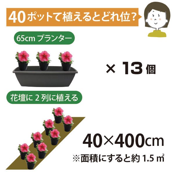 ペンタス カラーミックス 40個 セット (3号 9cmポット) 花苗 ソラニワ