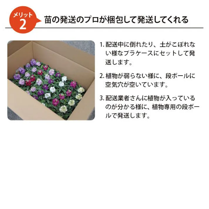 マリーゴールド カラーmix 40個 セット(3号 9cmポット)花苗 ソラニワ