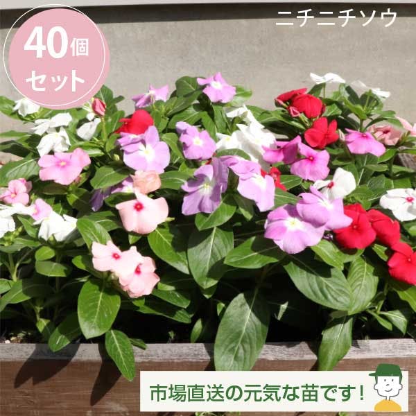 ニチニチソウ カラーミックス 40個 セット (3号 9cmポット)　花苗　ソラニワ