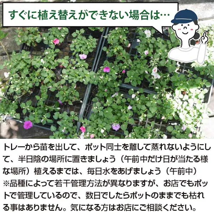 ニチニチソウ カラーミックス 40個 セット (3号 9cmポット) 花苗 ソラニワ