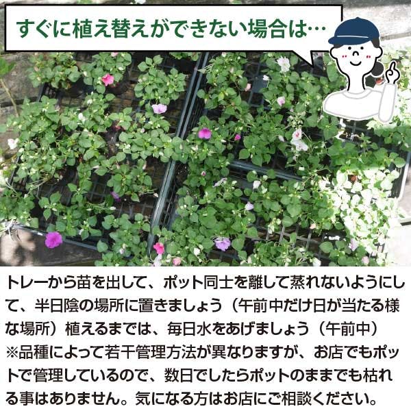 花 A-34334 アン・デコール | つぼみ×14 ミニフラワースプレー×19 絵画