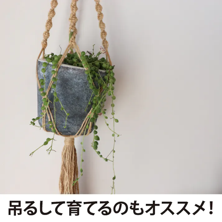 グリーンネックレス Mix ミックス 多肉植物 観葉植物 苗 24個セット(2.5号 7.5cmポット)緑の鈴 つる性 ハンギング ソラニワ