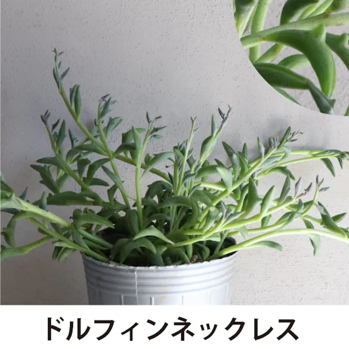 グリーンネックレス Mix ミックス 多肉植物 観葉植物 苗 24個セット(2.5号 7.5cmポット)緑の鈴 つる性 ハンギング ソラニワ