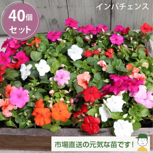 インパチェンス カラーミックス 40個 セット (3号 9cmポット)　花苗　ソラニワ