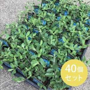 アメリカンブルー 40個 セット (3号 9cmポット) 花苗　ソラニワ