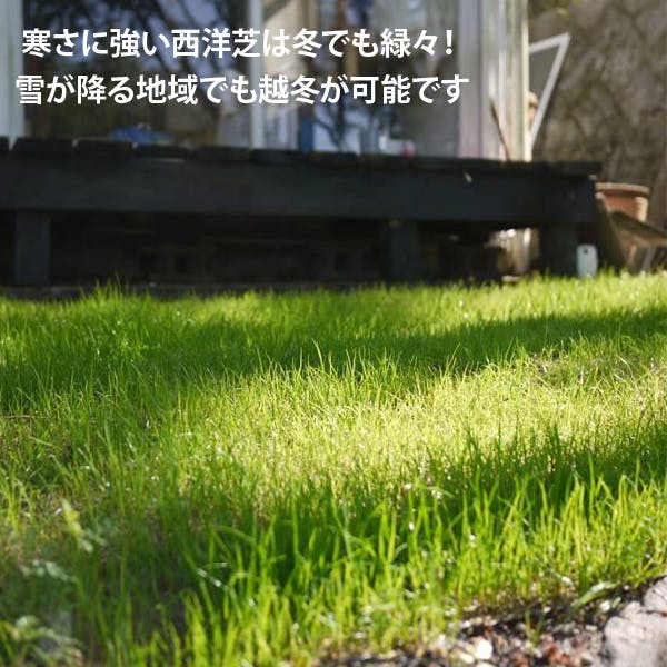 貼るだけ！ 芝生シート（9セット） 5m×18ロール 天然芝 西洋芝 90平方m