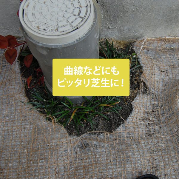 貼るだけ！ 芝生シート（6セット） 5m×12ロール 天然芝 西洋芝 60平方m
