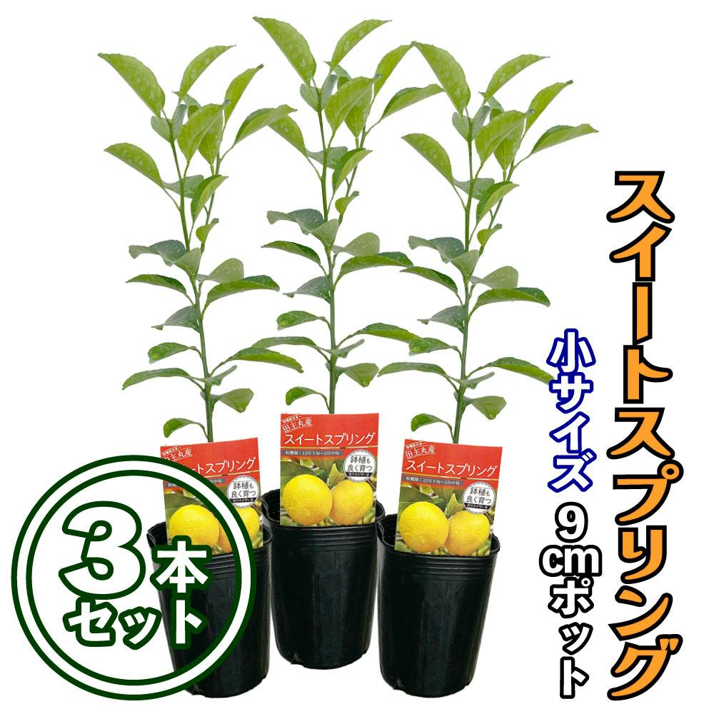 【3本セット】みかん 苗木 スイートスプリング [小] 9cmポット 3号 鉢植え ポット植え 接ぎ木苗 果樹