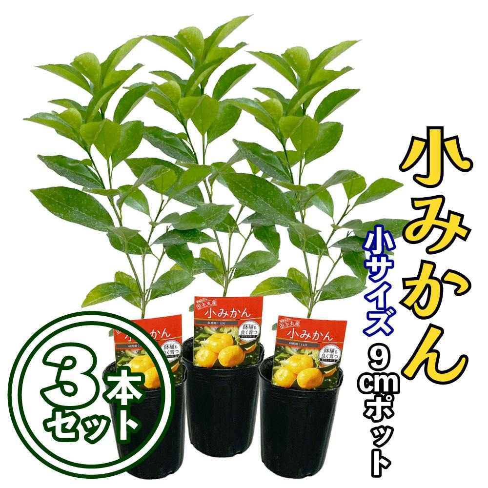 【3本セット】みかん 苗木 小みかん [小] 9cmポット 3号 鉢植え ポット植え 接ぎ木苗 果樹