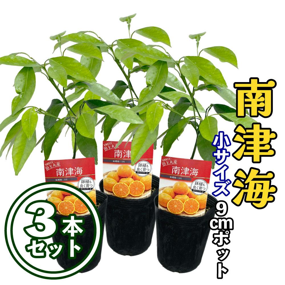 【3本セット】みかん 苗木 南津海 [小] 9cmポット 3号 鉢植え ポット植え 接ぎ木苗 果樹