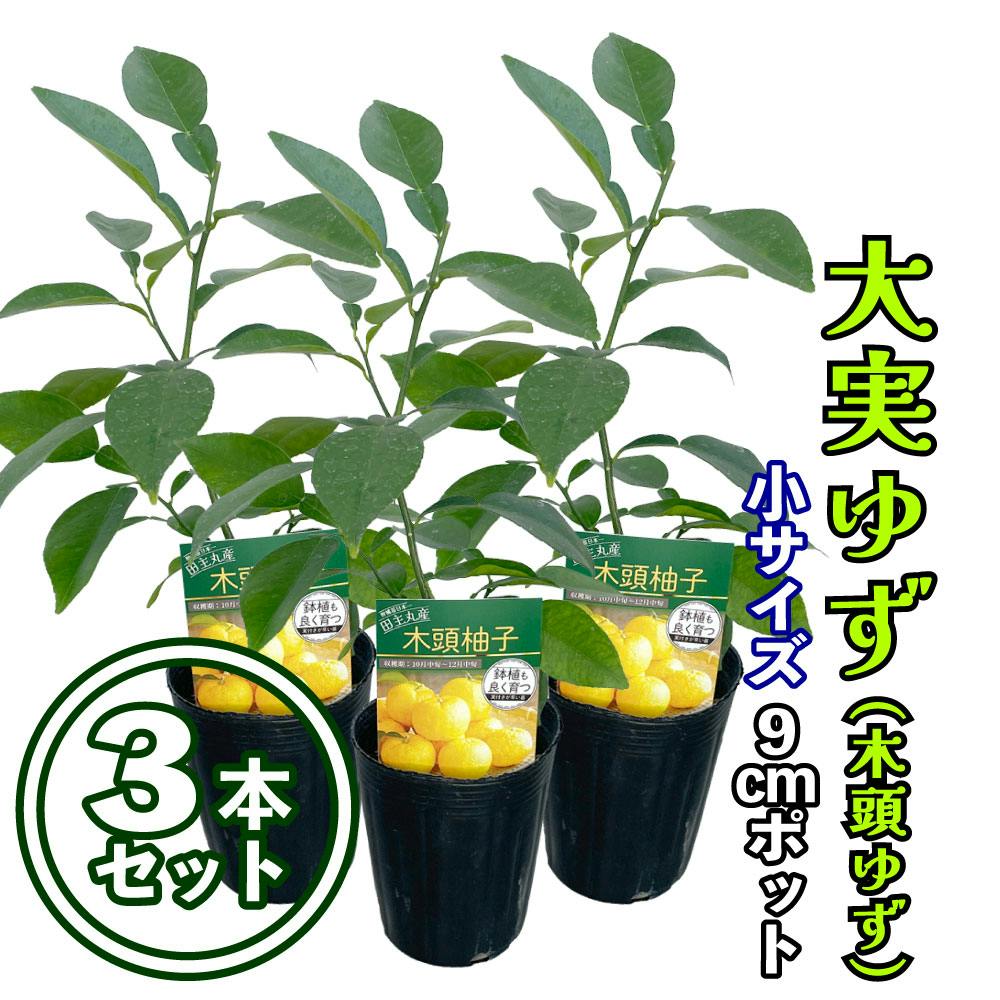 【3本セット】大実ゆず 苗木 [小] 9cmポット 3号 鉢植え ポット植え 接ぎ木苗 果樹
